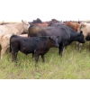 Image 6 : Allan & Janet Nameth - 625# November Steer Calves - 80 Head (Cupar, SK) VBP+