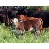 Image 9 : Calvin Rydzik - 525# November Delivery Steer Calves - 100 Head (Glenavon, SK)