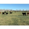 Image 7 : Moore Ranching - 600# November Delivery Steer Calves - 300 Head (Loon Lake, SK)