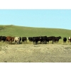 Image 5 : Hawkins Family Farm - 910# August Delivery Grass Heifers - 265 Head (Coderre, SK)