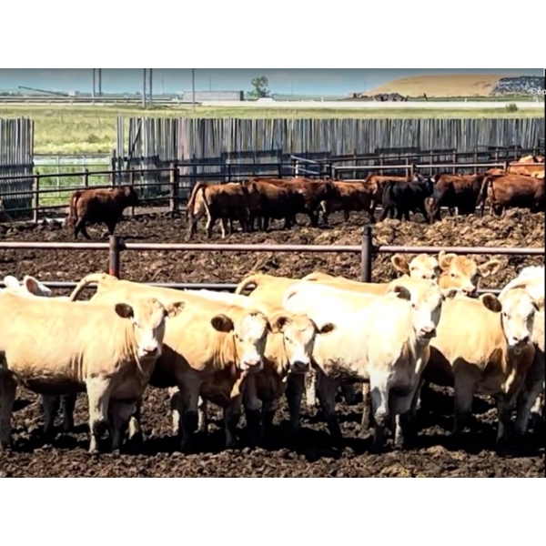 Westview Feeders - 880# August Delivery Heifers - 70 Head (Monarch, AB)