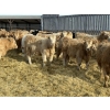 Image 5 : Rusty Ridge Cattle Co. Ltd. - 850# January Weaned Heifers - 69 Head (Bowden, AB)