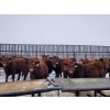 Image 2 : Patzer Ranch Ltd. - 715# December Delivery Weaned Steers - 70 Head (Waldek, SK) VBP+