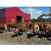 Image 5 : Breault Ranching Ltd. - 585# May Delivery Steers - 48 Head (Ste. Rose, MB) VBP+