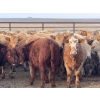 Image 10 : Copperfield Farming - 730# February Delivery Heifers - 120 Head (Vauxhall, AB)