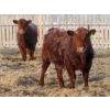 Image 9 : Breault Ranching Ltd. - 685# April Delivery Steers - 240 Head (Ste. Rose, MB) VBP+