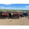 Image 4 : Turtleview Livestock - 930# October Delivery Grass Heifers - 62 Head (Goodlands, MB) VBP+
