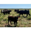 Image 8 : MG Cattle Co. Ltd. - 520# November Delivery Heifer Calves - 60 Head (Sangudo, AB)