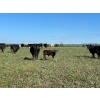 Image 7 : North West Cattle Company - 460# September Delivery Steer Calves - 110 Head (Woking, AB)