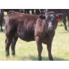 Image 9 : Blooming Enterprises Ltd. - 565# October Delivery Heifer Calves - 65 Head (Gladmar, SK)