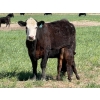 Image 9 : Sherwyn Torkelson - 10 Black/BBF 1st Calf Pairs (Patricia, AB)