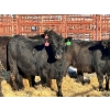 Image 4 : Fox Cattle Co. - 17 Black Heifers (Pen 404)