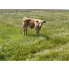 Image 2 : McComish Ranches - 650# December Delivery Weaned Steers - 92 Head (Stettler, AB)