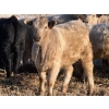 Image 3 : Copperfield Farming - 730# February Delivery Heifers - 120 Head (Vauxhall, AB)
