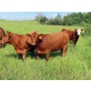 Image 7 : Taylor Enterprises Inc. - 875# September Delivery Grass Heifers - 140 Head (Wawota, SK)