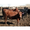 Image 2 : NorthBend Cattle Corp.  - 12 Red Replacement Heifers (Scandia, AB)