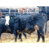 Image 3 : Justin Tateson - 1025# March Delivery Steers - 61 Head (Scandia, AB)