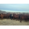 Image 8 : Redline Livestock - 550# November Delivery Steer Calves - 100 Head (Didsbury, AB)