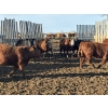 Image 5 : Rice Farms - 950# March Delivery Steers - 124 Head (Lacombe, AB)