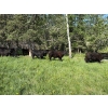 Image 7 : RL7 Ranches - 840# June Delivery Grass Steers - 33 Head (Turner Valley, AB)