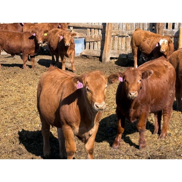 Rob Mossey - 920# April Delivery Steers - 67 Head (Vauxhall, AB)
