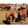 Image 1 : Rob Mossey - 920# April Delivery Steers - 67 Head (Vauxhall, AB)