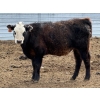 Image 4 : Copperfield Farming - 580# May Delivery Steer Calves - 10 Head (Vauxhall, AB)