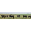 Image 7 : M.S. MacLean Livestock - 985# September Delivery Grass Steers - 264 Head (Coaldale, AB)