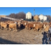 Image 2 : Reilly Lake Ranching - 910# February Delivery Weaned Steers - 68 Head (Lloydminster, AB)
