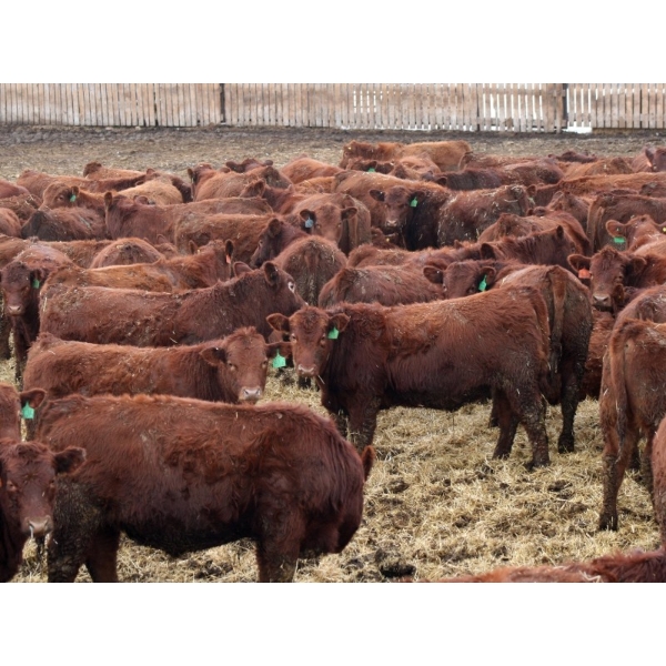 Barfus Farms - 865# December Delivery Weaned Steers - 205 Head (Hill Spring, AB)
