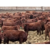 Image 1 : Barfus Farms - 865# December Delivery Weaned Steers - 205 Head (Hill Spring, AB)