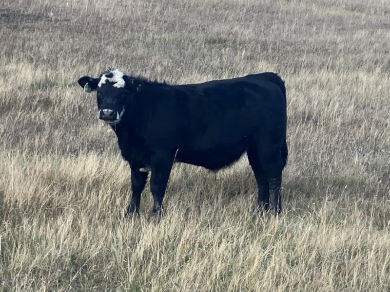 C.R. Fullerton - 725# Oct/Nov Delivery Steer Calves - 86 Head ...