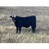 Image 3 : C.R. Fullerton - 725# Oct/Nov Delivery Steer Calves - 86 Head (Lundbreck, AB)
