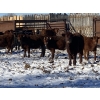 Image 6 : Dwayne Nicolay - 720# February Delivery Steers - 86 Head (Rocky Mountain House, AB)