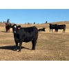 Image 8 : Terry Hines Livestock - 40 Black/BBF Angus X March/April Calving Bred Heifers (Marwayne, AB)