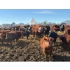 Image 2 : Carl Chomistek - 950# March Delivery Steers - 240 Head (Rolling Hills, AB)