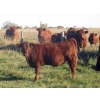 Image 2 : Wade & Frances Tobler - 540# October Delivery Heifer Calves - 50 Head (Patricia, AB)