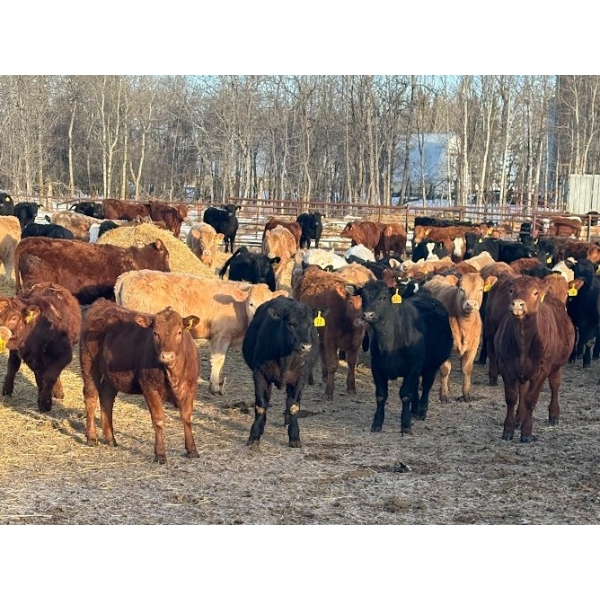 Lyle Burkard - 900# August Delivery Heifers - 280 Head (Bawlf, AB)