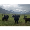 Image 6 : One Plus Cattle Co. - 640# November Delivery Steer Calves - 95 Head (Westwold, BC)