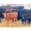 Image 2 : Maverick Livestock - 590# February Delivery Steers - 200 Head (Hines Creek, AB)