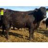 Image 10 : Van Hall Cattle Co. - 930# April/May Delivery Steers - 120 Head (Scandia, AB)