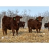 Image 2 : Winn Man Farms - 780# March Delivery Steers - 78 Head (Winnipegosis, MB)