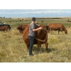 Image 12 : Wilson Grande Coulee Ranch - 600# Sept/Oct Delivery Heifer Calves - 30 Head (East Coulee, AB) VBP+