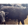 Image 8 : Nicola Ranch - 740# May Delivery Heifers - 280 Head (Nicola, BC)