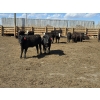 Image 6 : SVM Farms - 590# May Delivery Steers - 87 Head (Vauxhall, AB)
