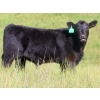 Image 9 : Marsh Ranches Ltd. (Marsh 99 Ranch) - 595# Nov/Dec Steer Calves - 100 Head (Southey, SK) VBP+