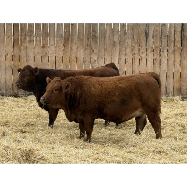 Marcinek Cattle Company - 4 Red Simm/Angus X Bred Heifers (Condor, AB)