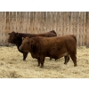 Image 1 : Marcinek Cattle Company - 4 Red Simm/Angus X Bred Heifers (Condor, AB)