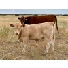 Image 9 : Kokay Farms Ltd. - 660# Heifer Calves - 45 Head (Rosemary, AB)