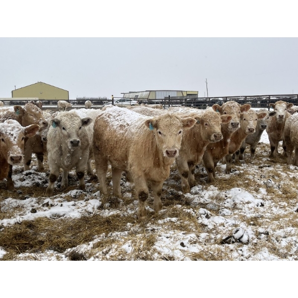Westview Cattle Co. - 750# March Delivery Steers - 75 Head (Consort, AB)